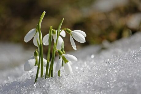 natuurfotografie: sneeuwklokje